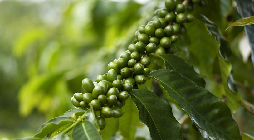 Benefícios café verde
